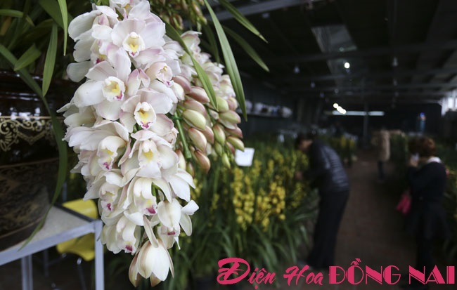 [Image: Hoa-lan-nhap-ngoai-gia-tram-trieu-van-dat-khach-14.jpg]