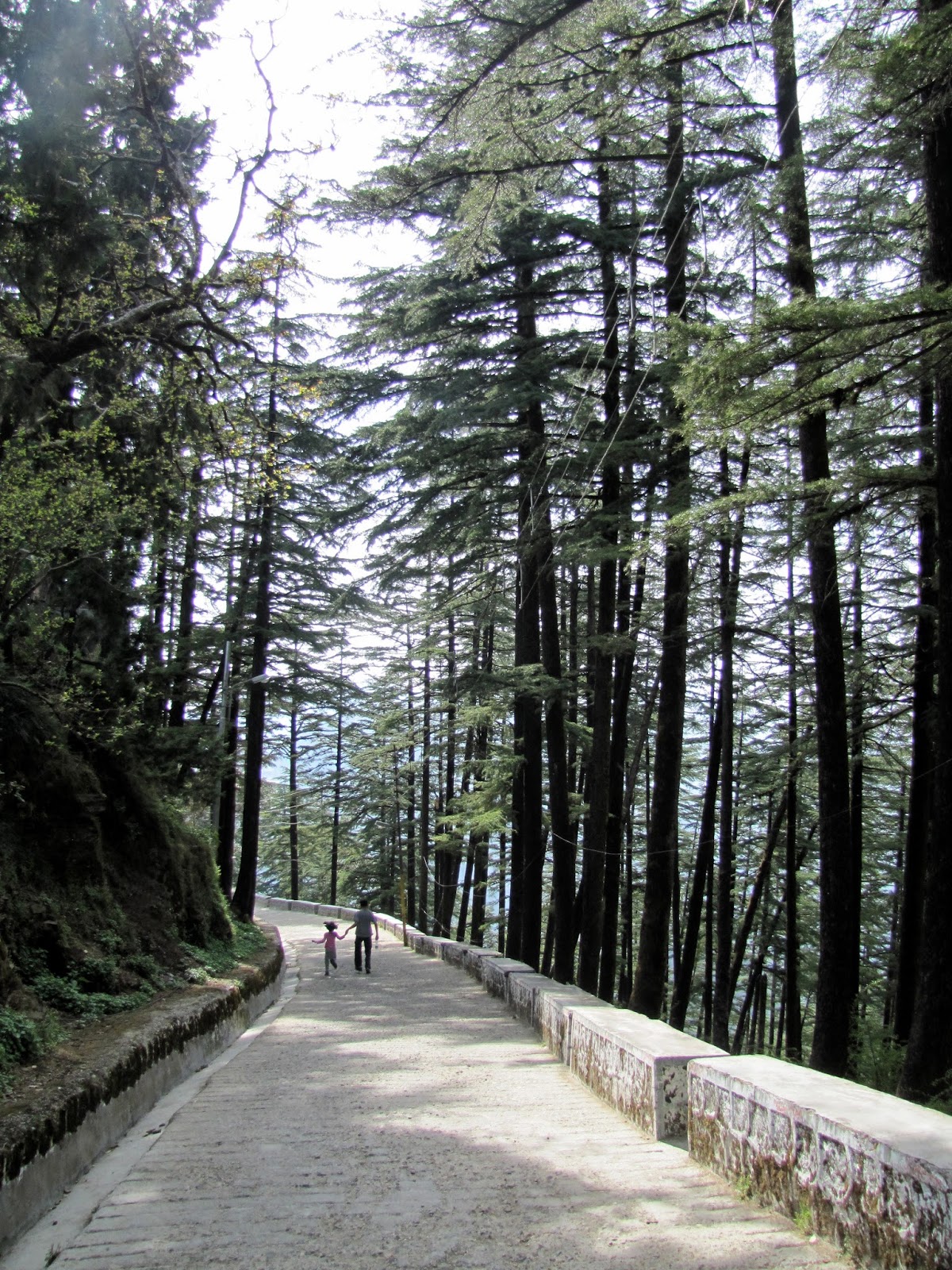 Hallucinations! A few trees of Uttarakhand