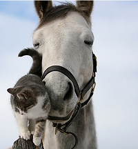 Horse/Cat Love