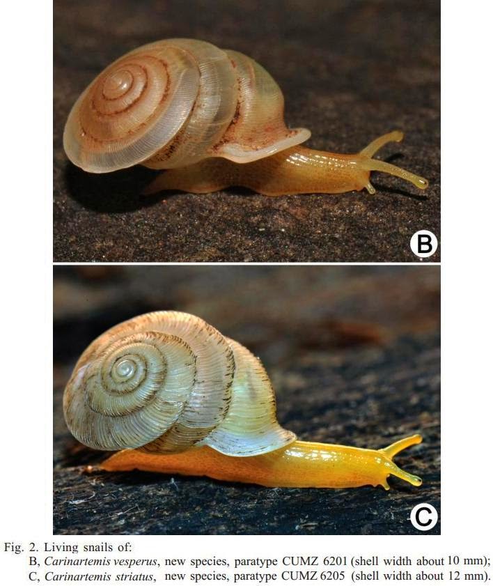 Species New to Science [Mollusca • 2014] Revision of the Carnivorous