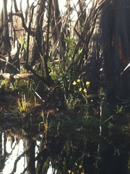 Swamp daisies brighten the scene