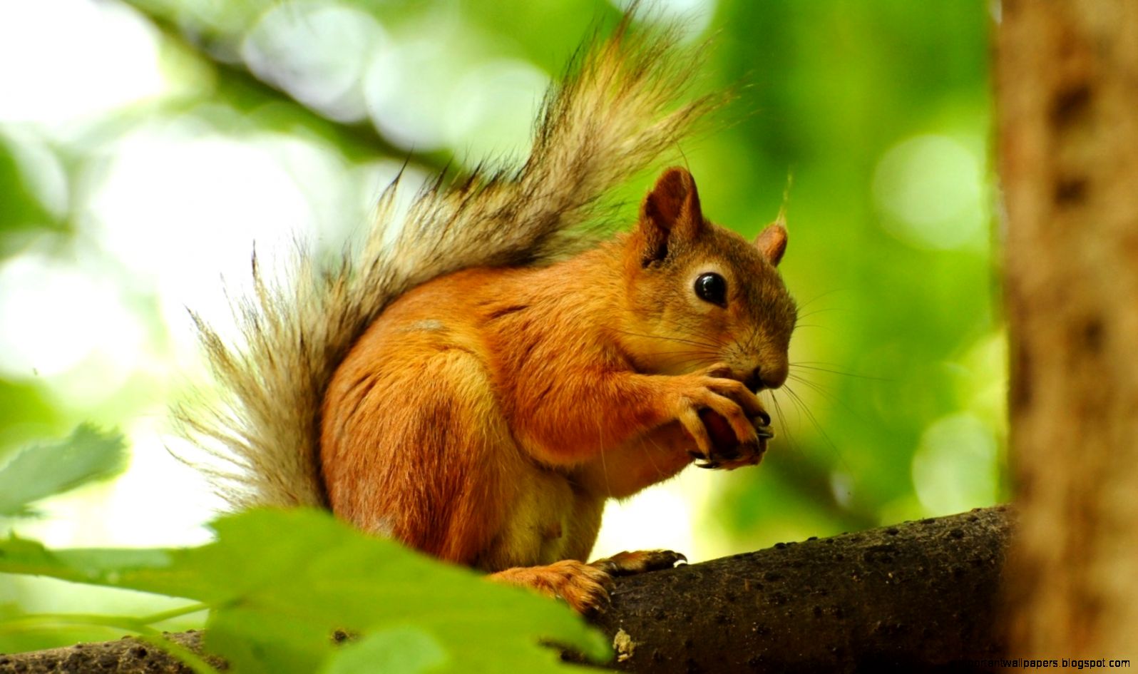 Squirrel HD Photos Cute Desktop Backgrounds Wallpapers Image Squirrel HD Photos Cute Desktop Backgrounds Wallpapers Image