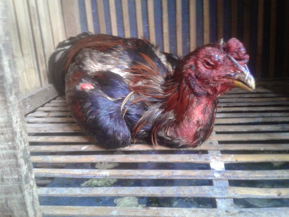 Image result for ayam bangkok yang sakit