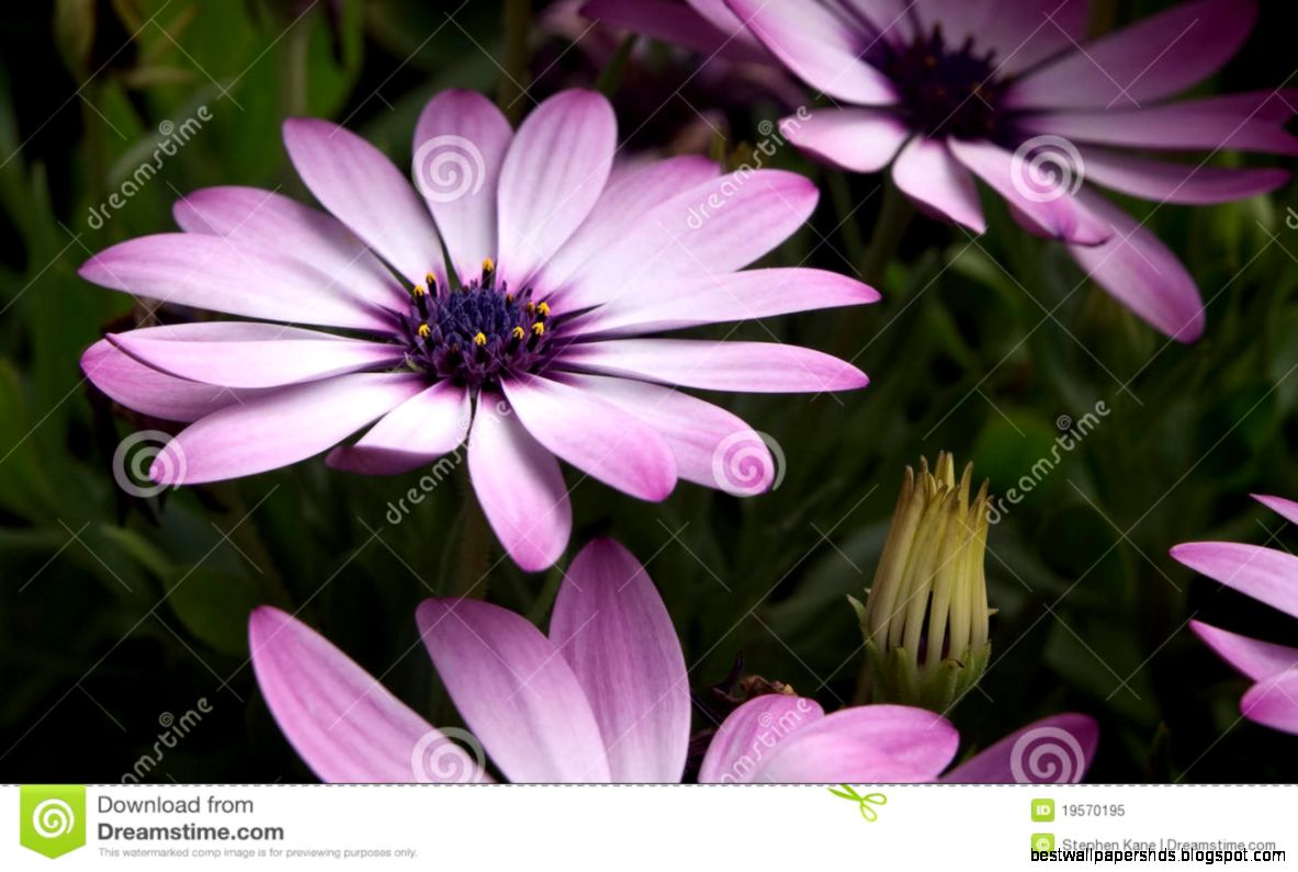 Lavender Colored Flowers Royalty Free Stock Photo Image 19570195 Lavender Colored Flowers Royalty Free Stock Photo Image 19570195