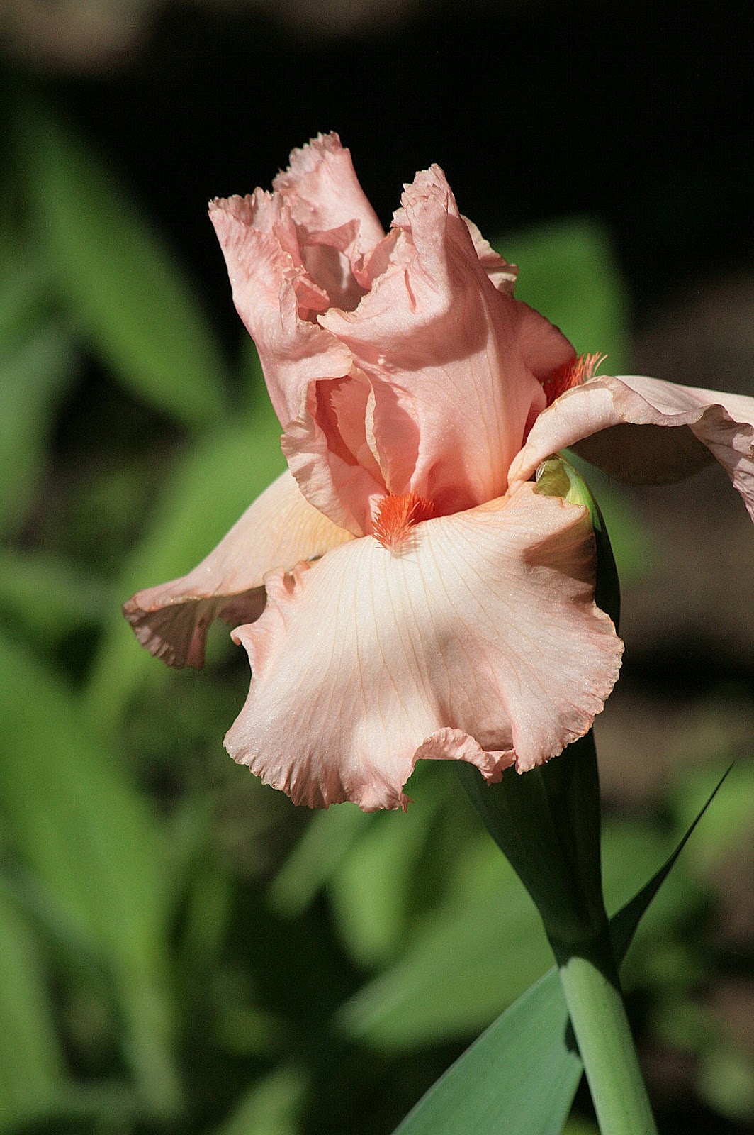 A Hocking Hill's Garden: A Rainbow of Irises