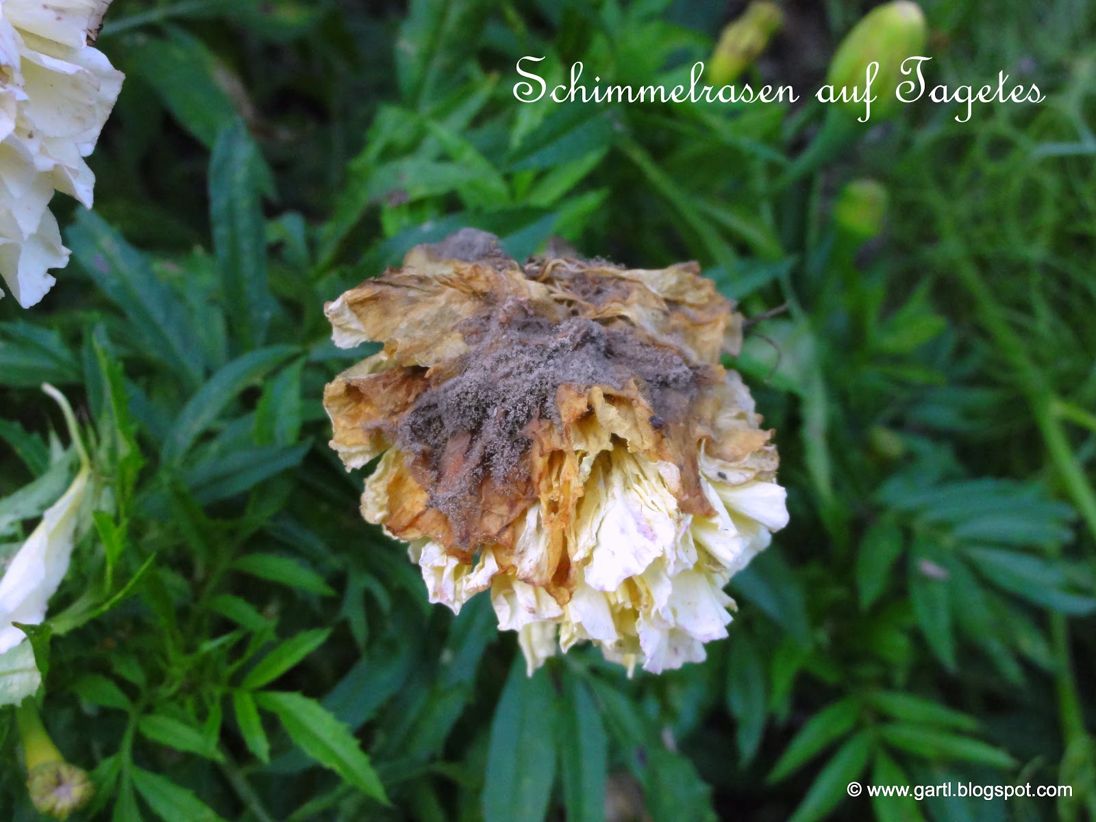 Familie Hasemann In Amerika 2017