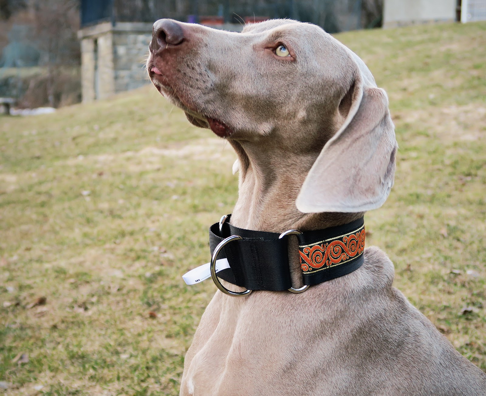 La Meteo que viene SOS WEIMARANER, collares para perros