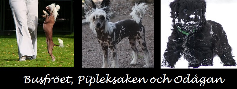 Busfröet och Pipleksaken