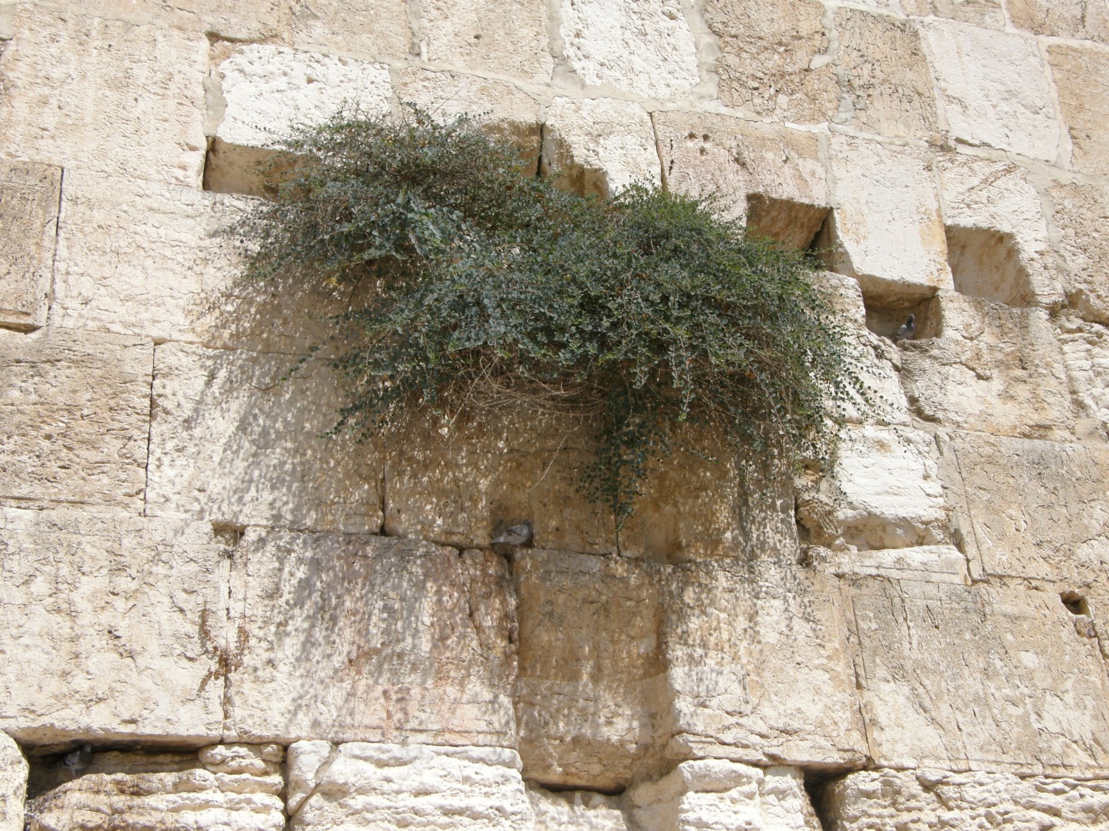 Jerusalem Wildflowers, Herbs & Trees, Israel THE WESTERN WALL OF THE