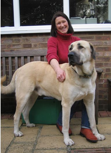 anatolian cattle dog