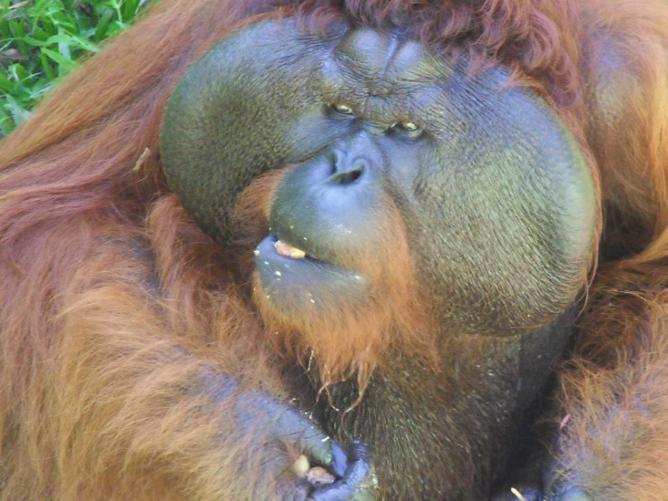 Male Orangutan, Borneo