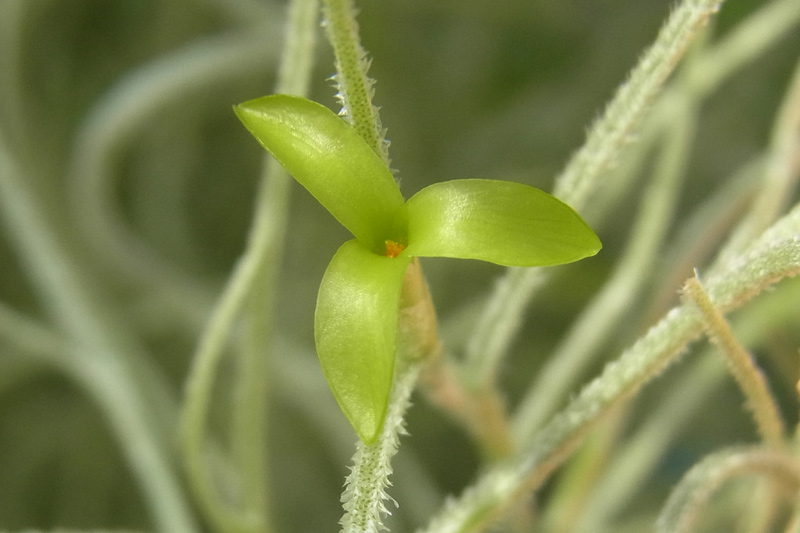 Dendrobium Blog ウスネオイデスの花