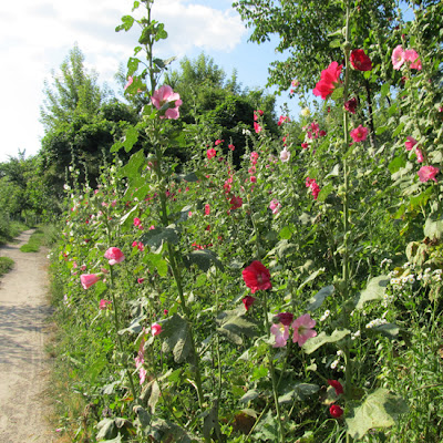 мальва, mallow