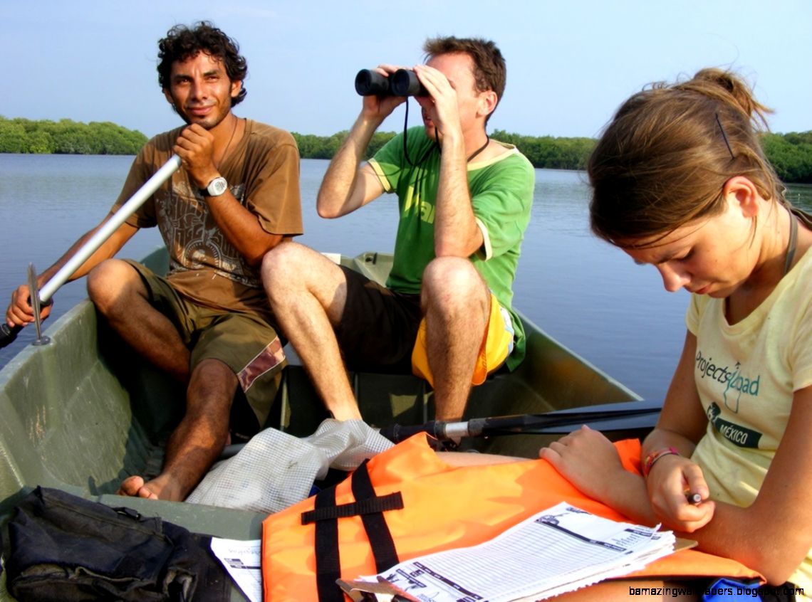 Sea Turtle amp Coastal Conservation in Mexico Projects Abroad Sea Turtle amp Coastal Conservation in Mexico Projects Abroad