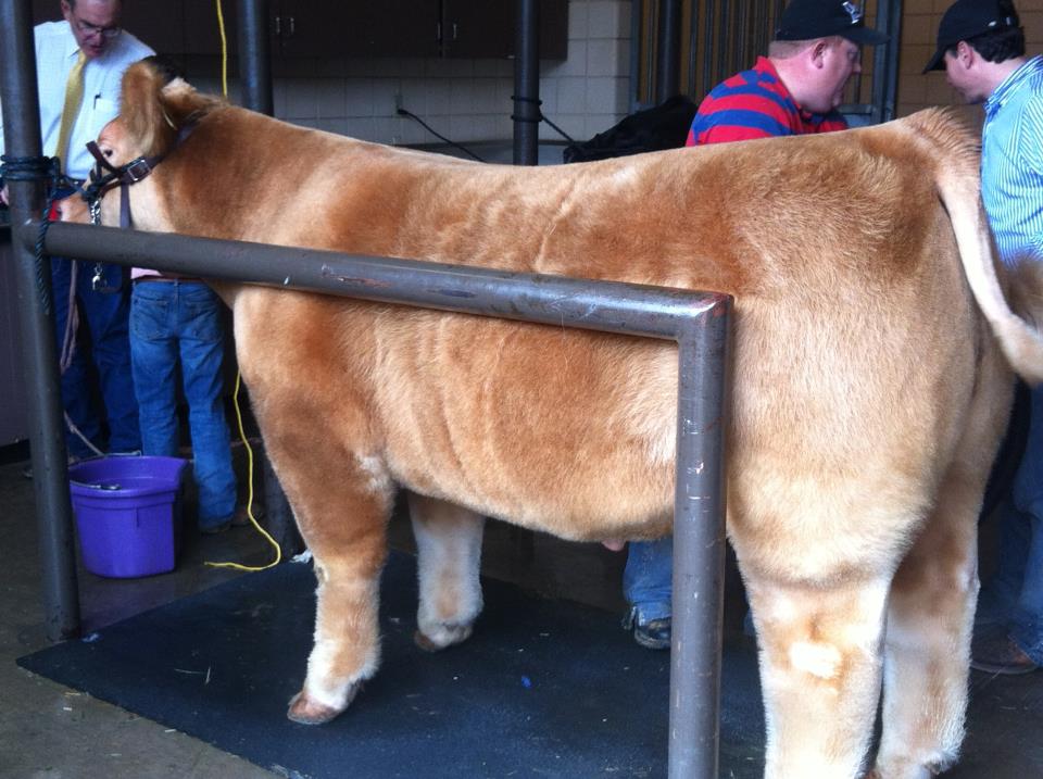 Grand Champion Steer at 2012 Fort Worth Stock Show Sired by Heat Wave