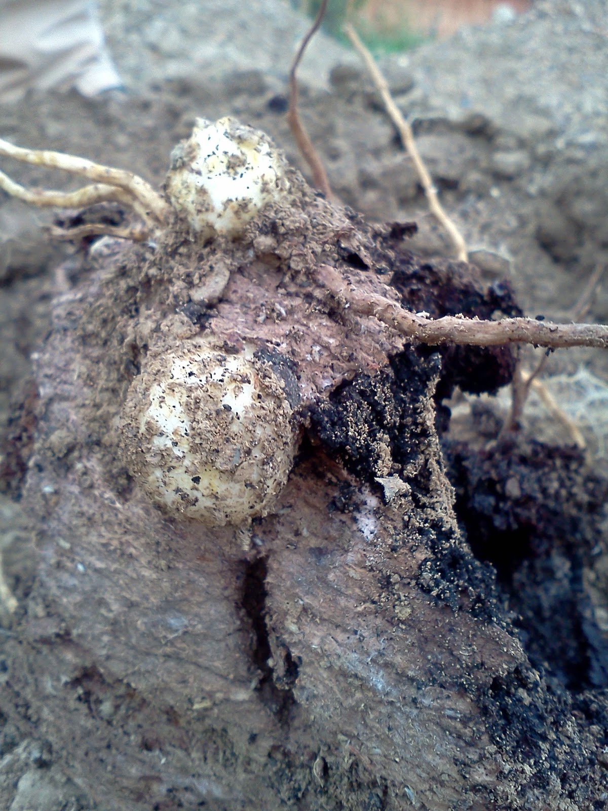 Frontier Culture Museum of Virginia Yam Day Harvest!
