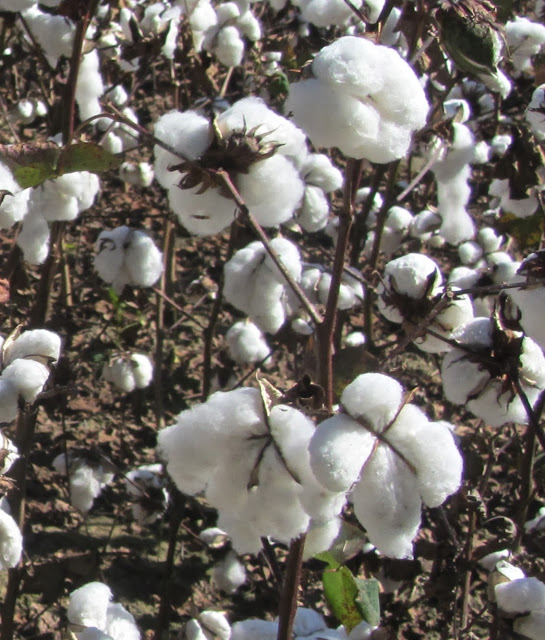 Fairhope Alabama Cotton