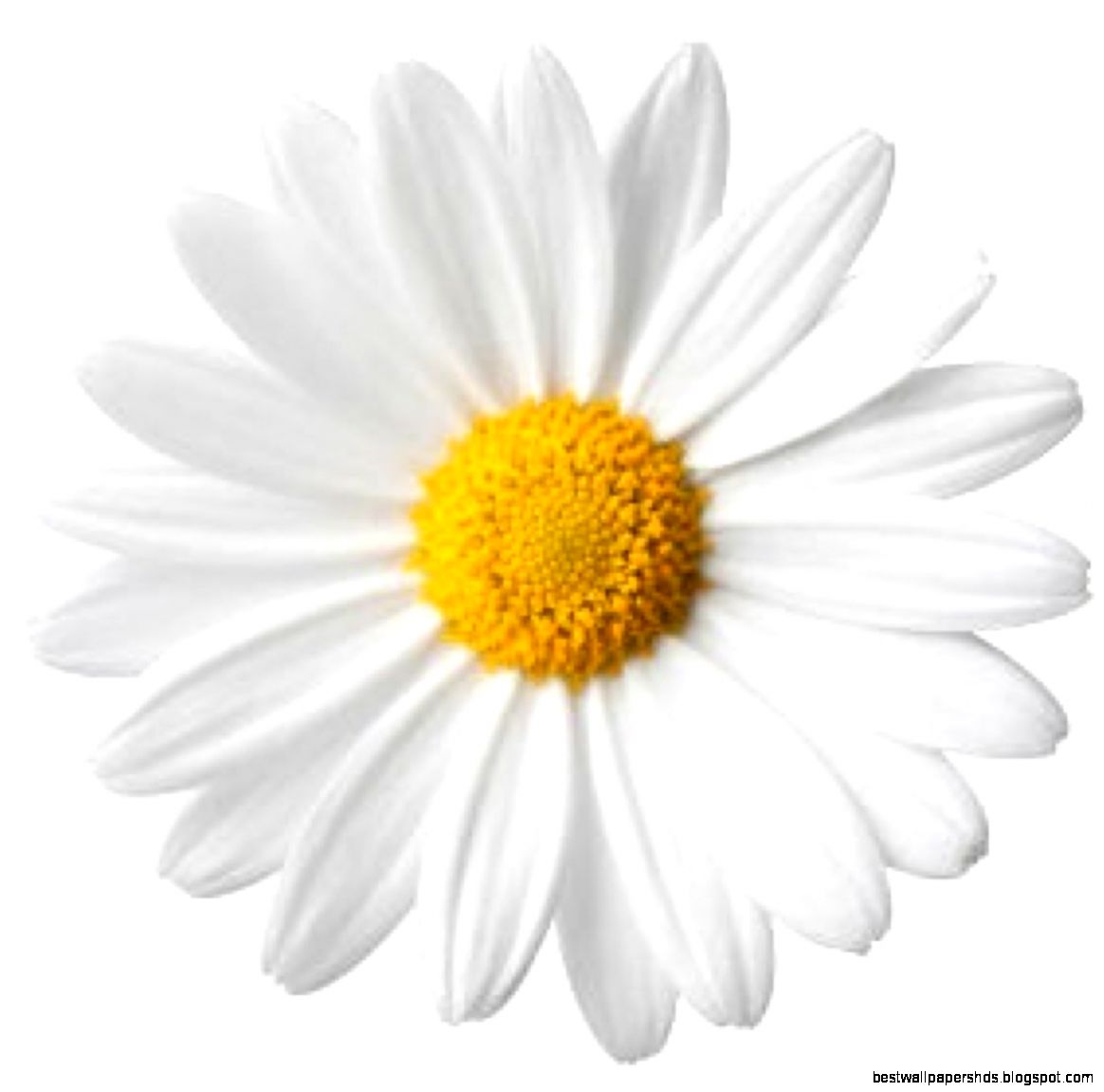 Daisy Flower flowerdaisy66 Twitter Daisy Flower flowerdaisy66 Twitter