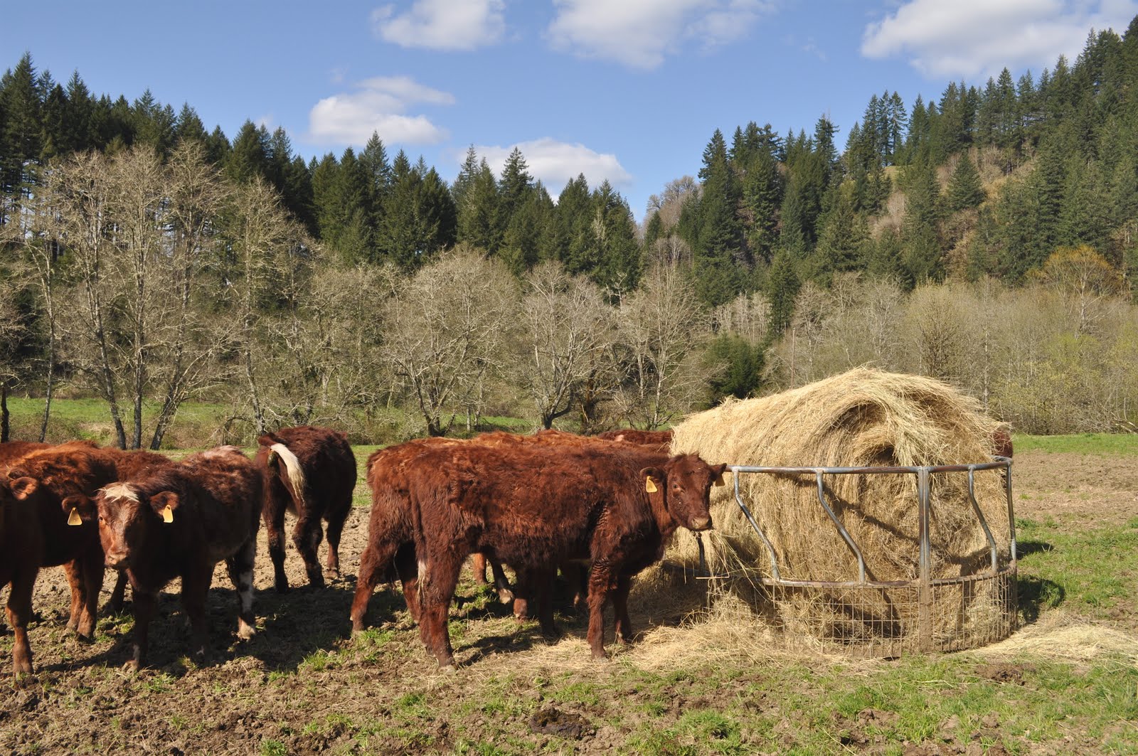 LuAnn Kessi Feeding Yearling Cattle...