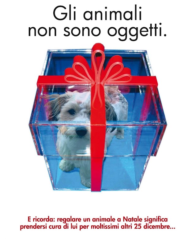 Il cane che hai regalato a Natale non è un giocattolo che si butta via finite le feste... perchè un cane è per sempre... ♥♥♥