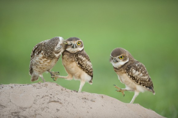 مجموعة مميزة من صور الحياة البرية Wildlife Photos للمصور العالمي بينس ميت مجموعة مميزة من صور الحياة البرية Wildlife Photos للمصور العالمي بينس ميت