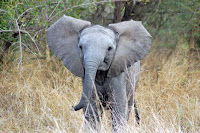 Baby elephant pictures
