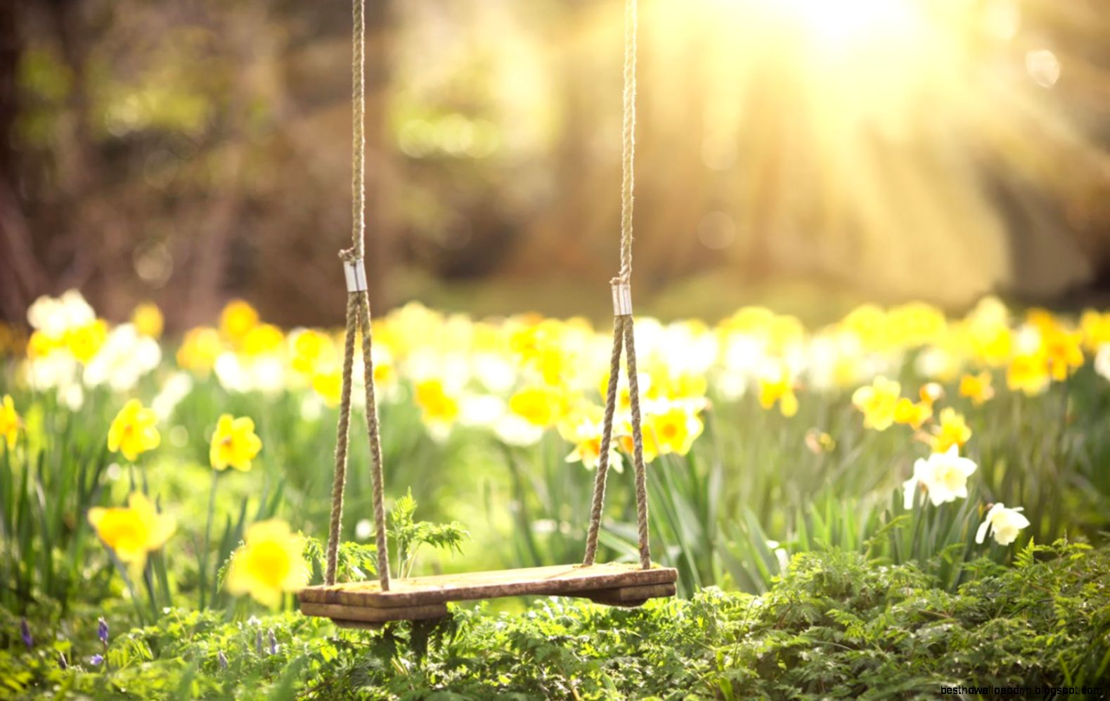 Spring Daffodils Flowers Swing Hd Wallpaper Best Desktop Wallpapers Spring Daffodils Flowers Swing Hd Wallpaper Best Desktop Wallpapers