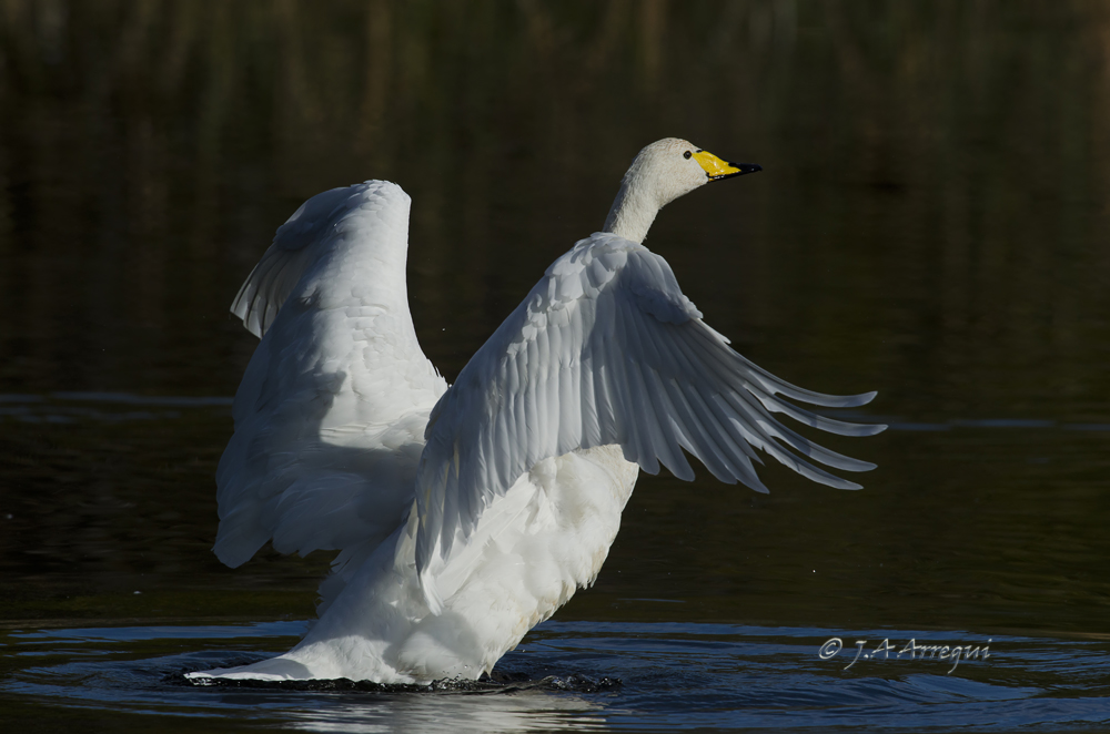 Cisne cantor, Cygnus cygnus, Whooper Swan Cisne cantor, Cygnus cygnus, Whooper Swan