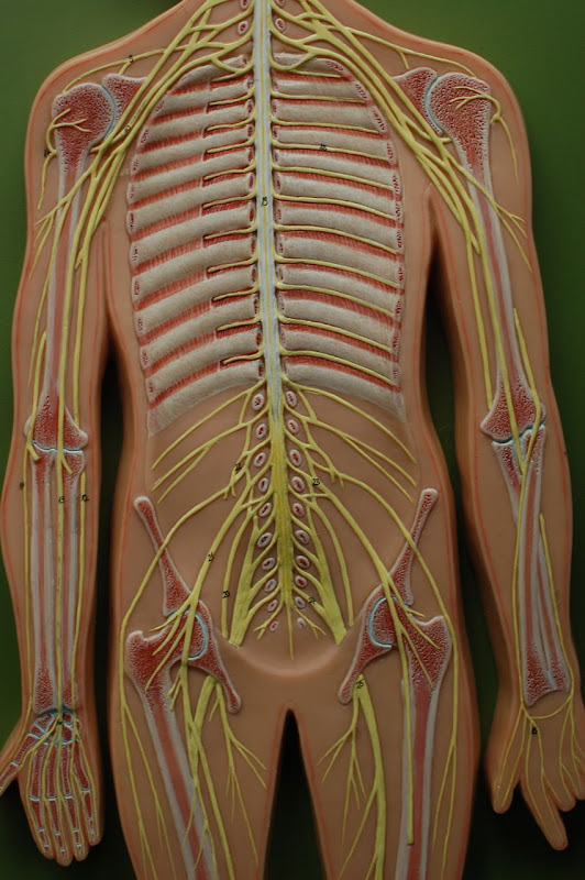 Human Anatomy Lab: Peripheral Nervous System