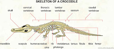 Animal Structure (Struktur Hewan) 023+Sleleton+of+a+crocodile