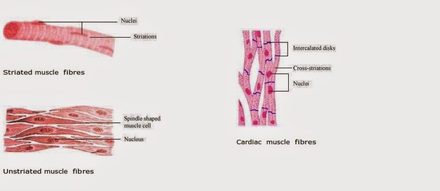 structure of muscles class 9