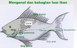 Pengertian Ikan Menurut Jurnal / Kenakalan Remaja: Definisi/Pengertian, Faktor-faktor - Adrim (2010), ikan adalah kelompok hewan bertulang belakang .
