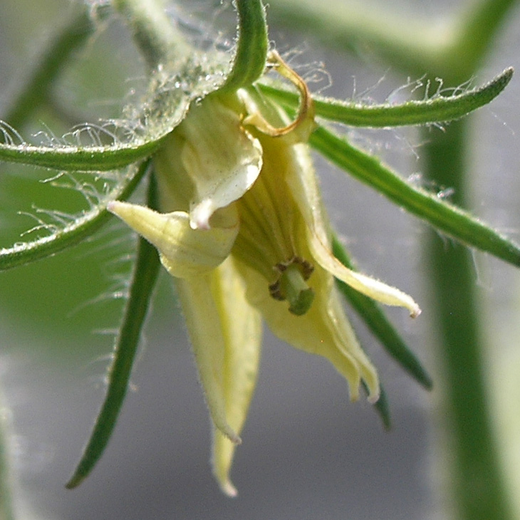 Gardening Aloft Blossom Pollination
