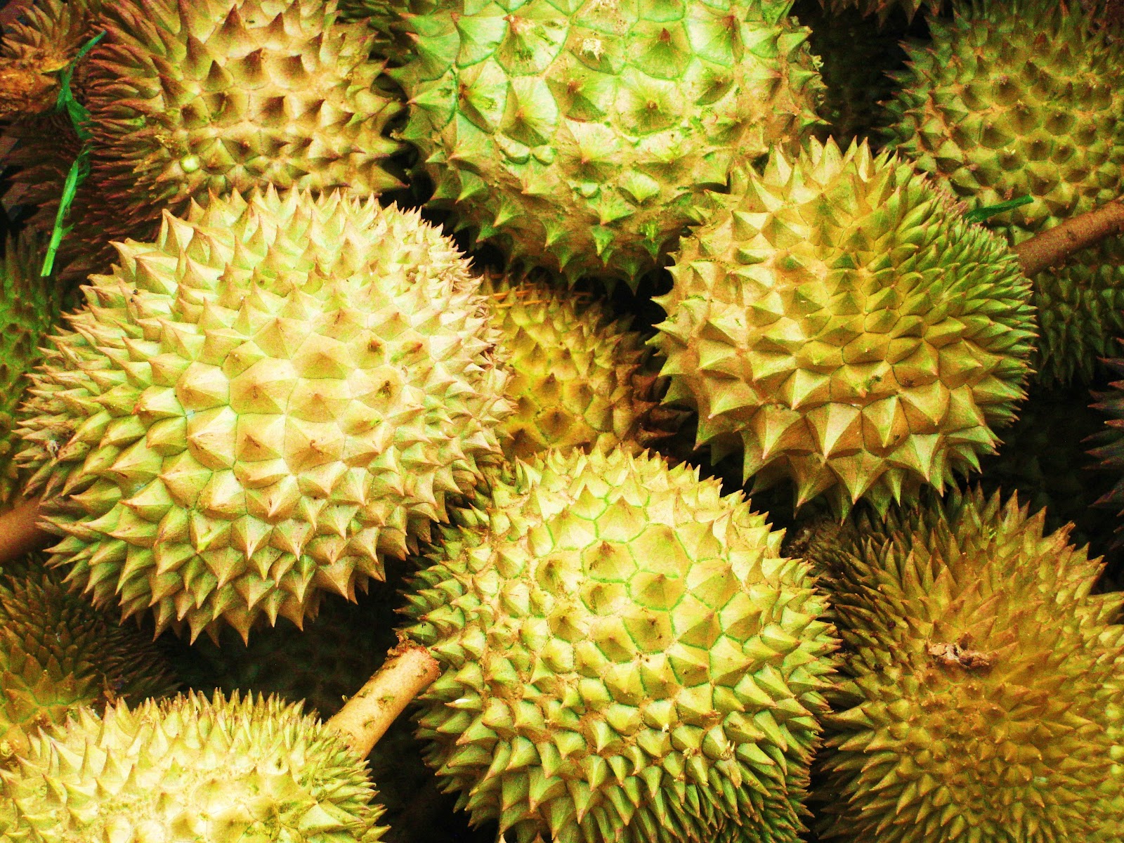 Durian Fruit