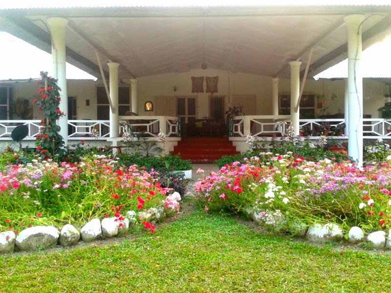 Three Dogs In A Garden Hydrangeas Care Basics Old New Varieties