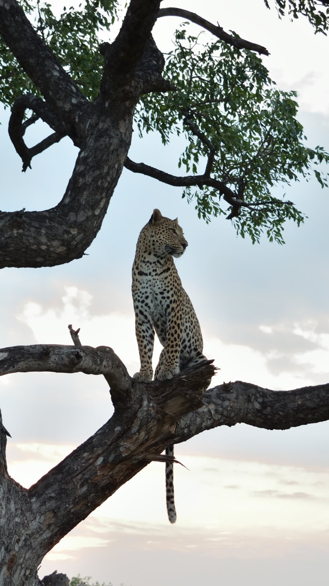 Leopard watching from tree for Samsung Galaxy and iPhone: 1080x1920