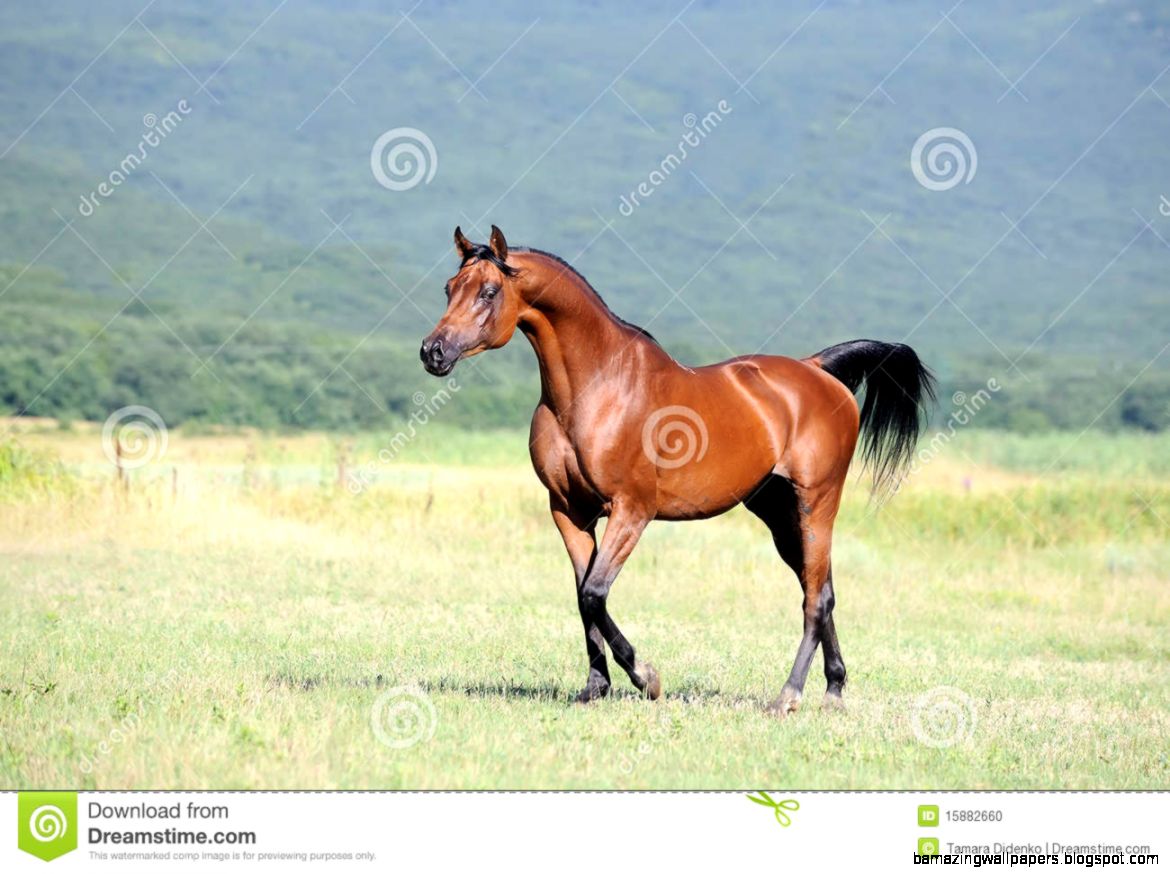 Herd Of Arabian Horses Running On Pasture Stock Photos Image Herd Of Arabian Horses Running On Pasture Stock Photos Image