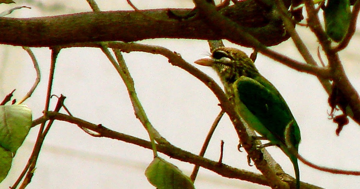 My Barbet Diaries