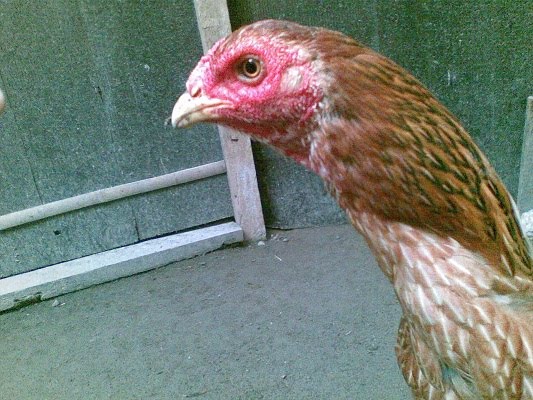 (Terjual) JUAL Babon Birma kaki ijo F1 Mantap Saparifarm Surabaya