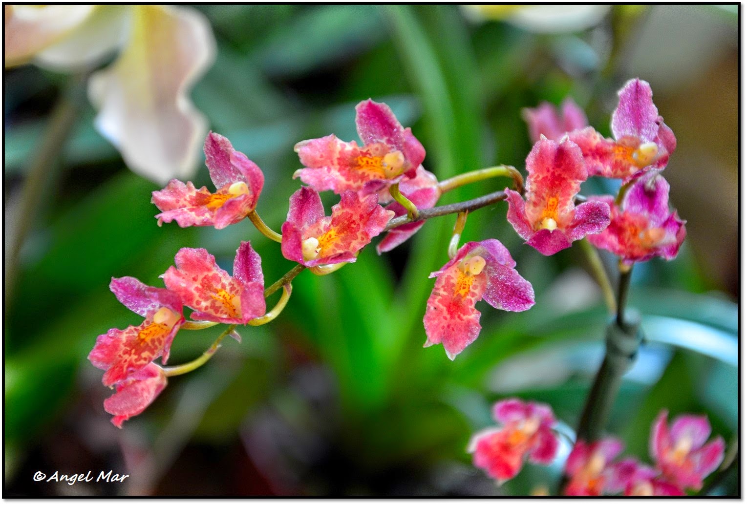 Ver Imagenes De Flores De Orquideas