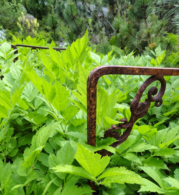 Future Plants By Randy Stewart Pittosporum