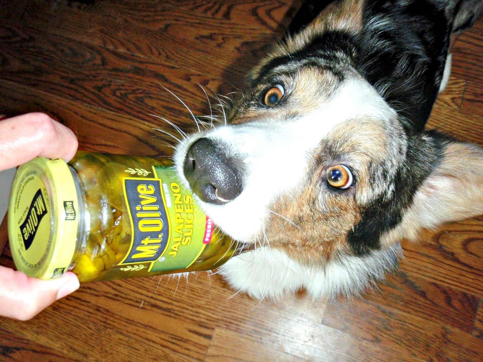 The Chronicles of Cardigan: That Picture Don\u0026#39;t Make a Lick of Sense: Dog With Pickled Jalapeno ...
