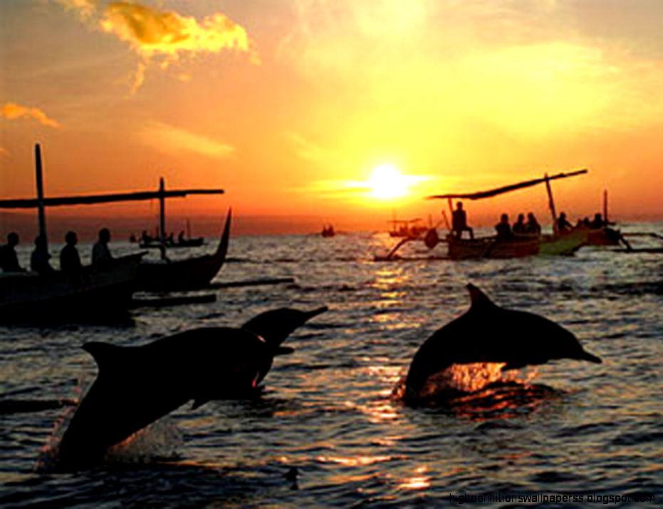 Lovina Beach Haven Place Dolphins In Indonesia Lovina Beach Haven Place Dolphins In Indonesia