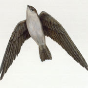 Gambar Burung Walet