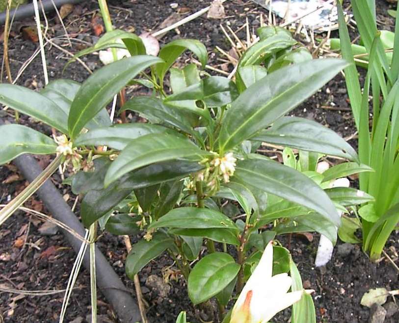 Garden Shrubs Greenery For Cutting And Arranging