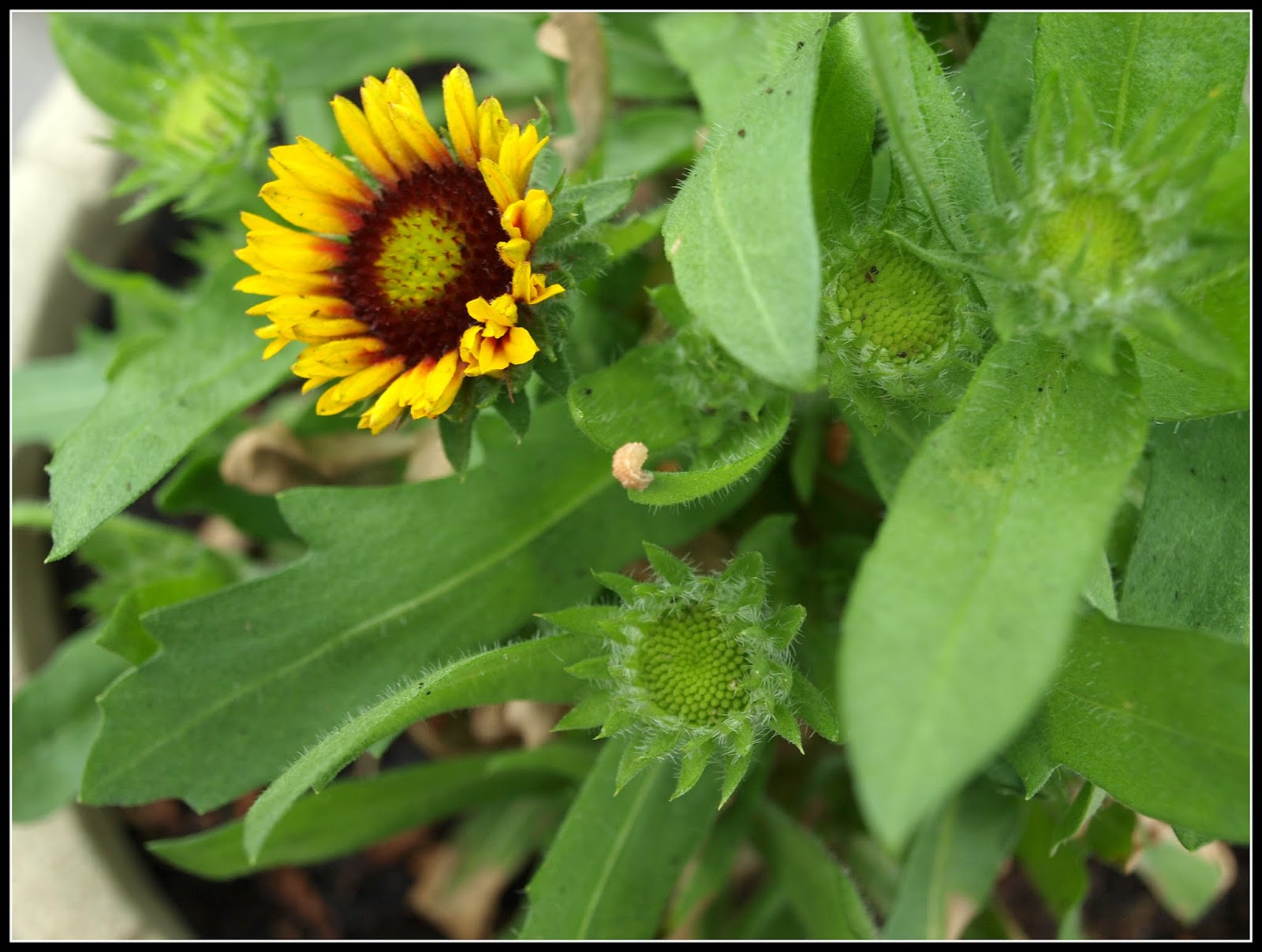 Mark's Veg Plot Gaillardia "Arizona Sun"