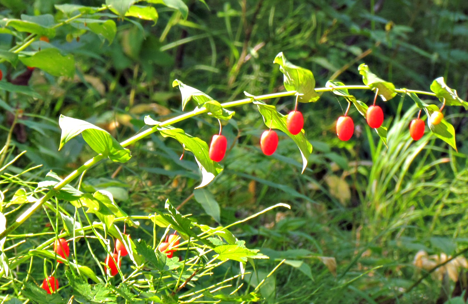 Montana, Berries and Articles on Pinterest