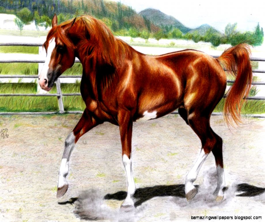 Arabian Stallion wallpaper Arabian Stallion wallpaper