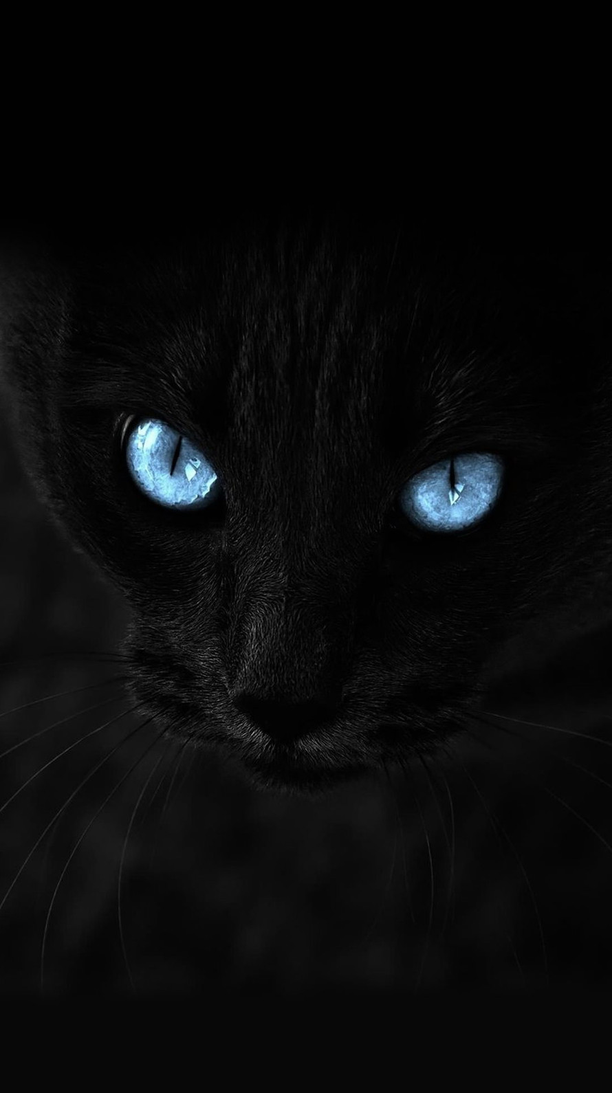 Iphone7 Iphone6 壁紙box 青い瞳の黒猫 壁紙