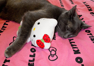 Pet cat cuddling Hello Kitty plush soft toy